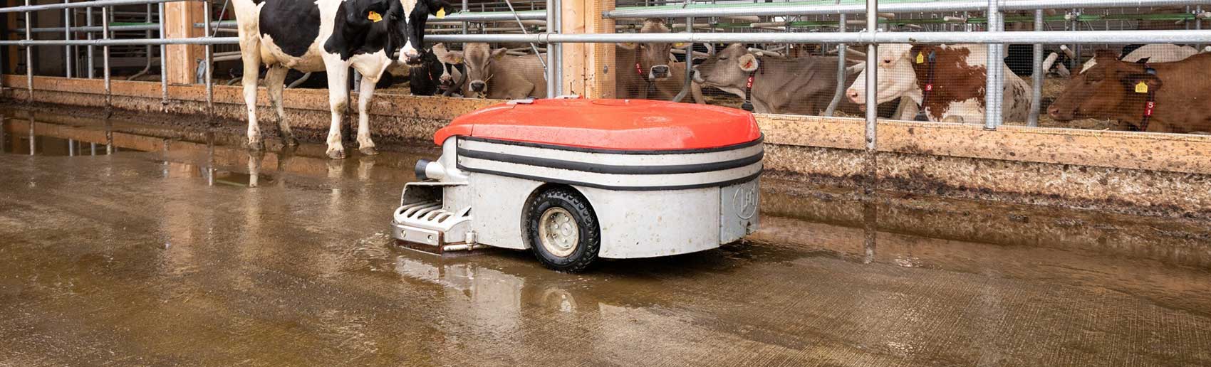 Lely Discovery Collector Robot for cow manure