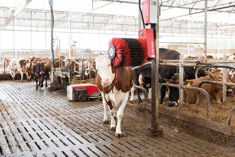 Lely Luna Cow brush Robotic Milking SA